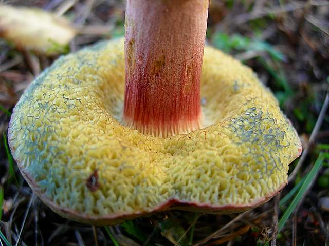 Xerocomus bubalinus   (Oolbekk. & Duin)  Redeuilh